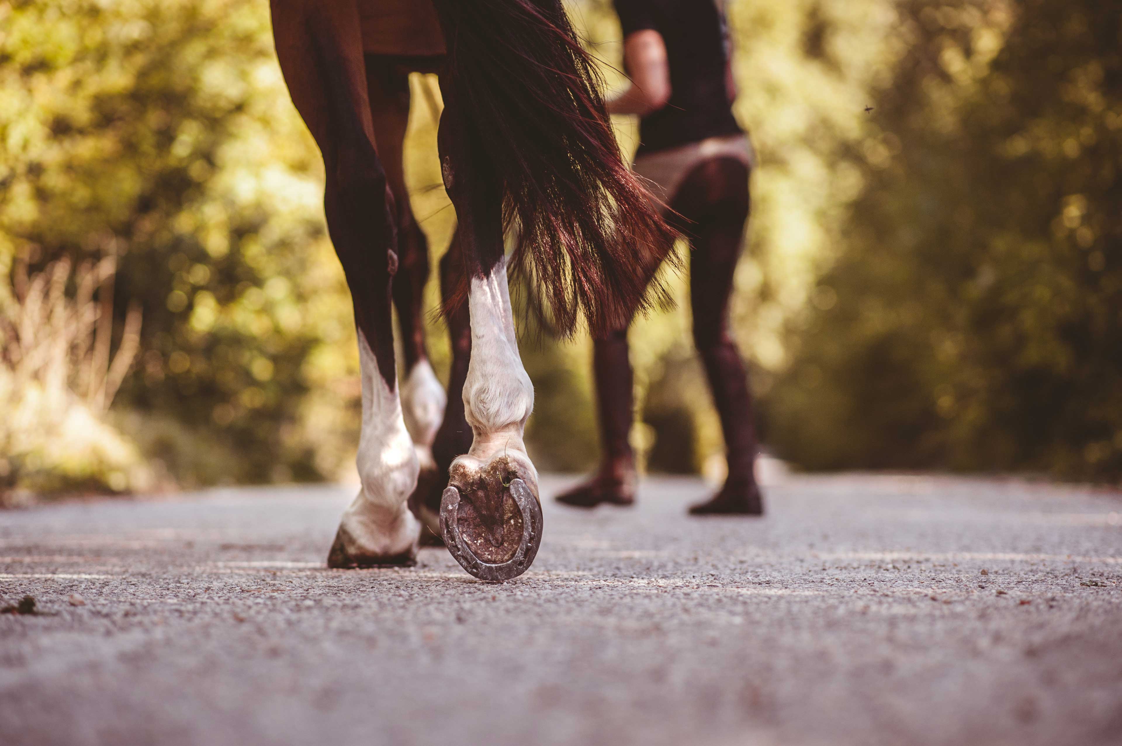 Equine Physiotherapy