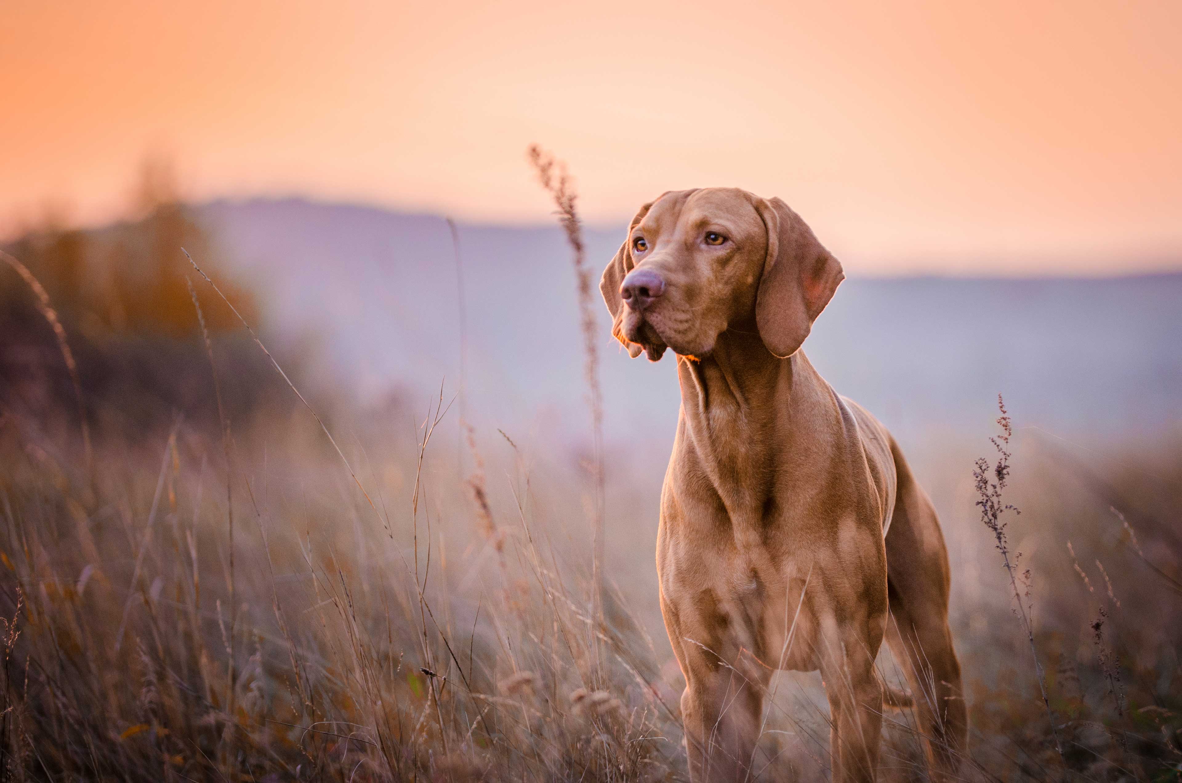 Canine Physiotherapy